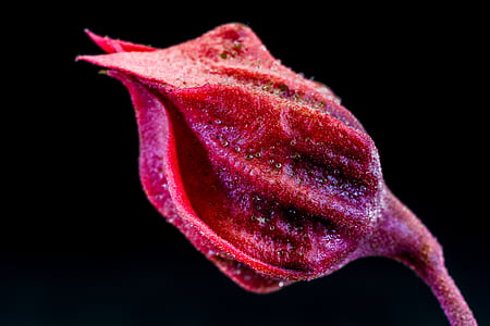 flor, flor, flor, vermelho roxo, natureza, close-up, planta