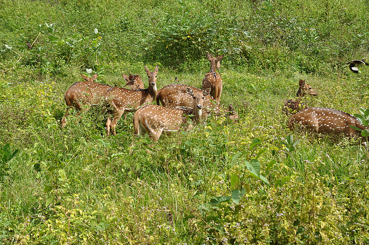 deer, herd, spotted, wild, wildlife, stag, ungulate