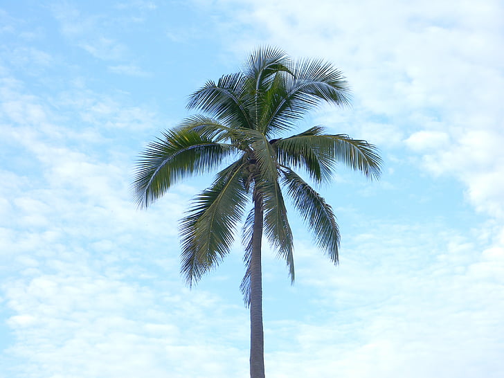 paradijs, wolken, natuur, palmboom, blauw, boom, zomer
