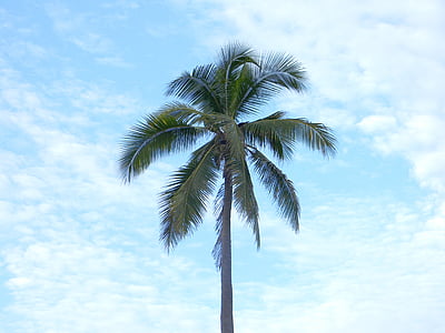 paraíso, nuvens, natureza, palmeira, azul, árvore, Verão