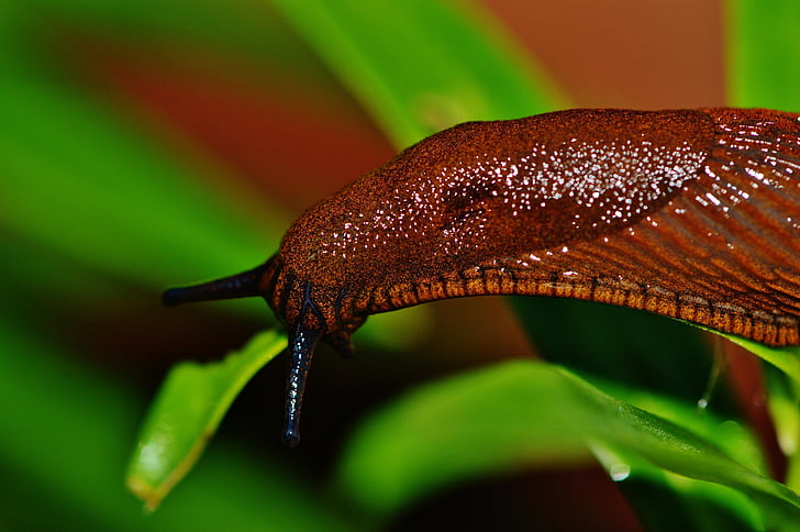 snail, slug, garden, pest, nature, animal, brown