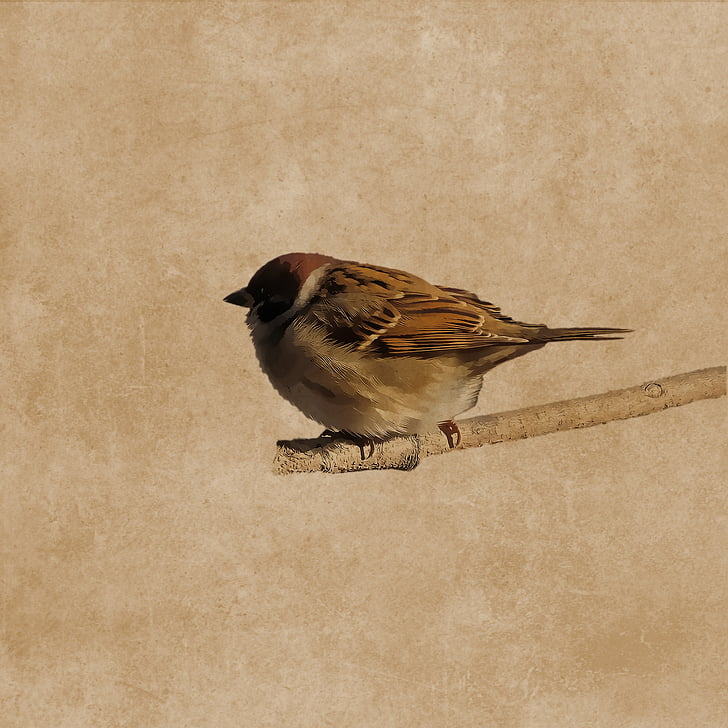 fuglen, Sparrow, fjærdrakt, gren, Sperling, tegning, en dyr