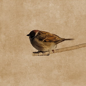 bird, sparrow, plumage, branch, sperling, drawing, one animal