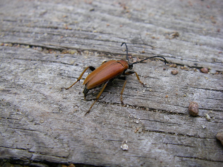 beetle, longhorn, female, bug, insect, antennae, wood