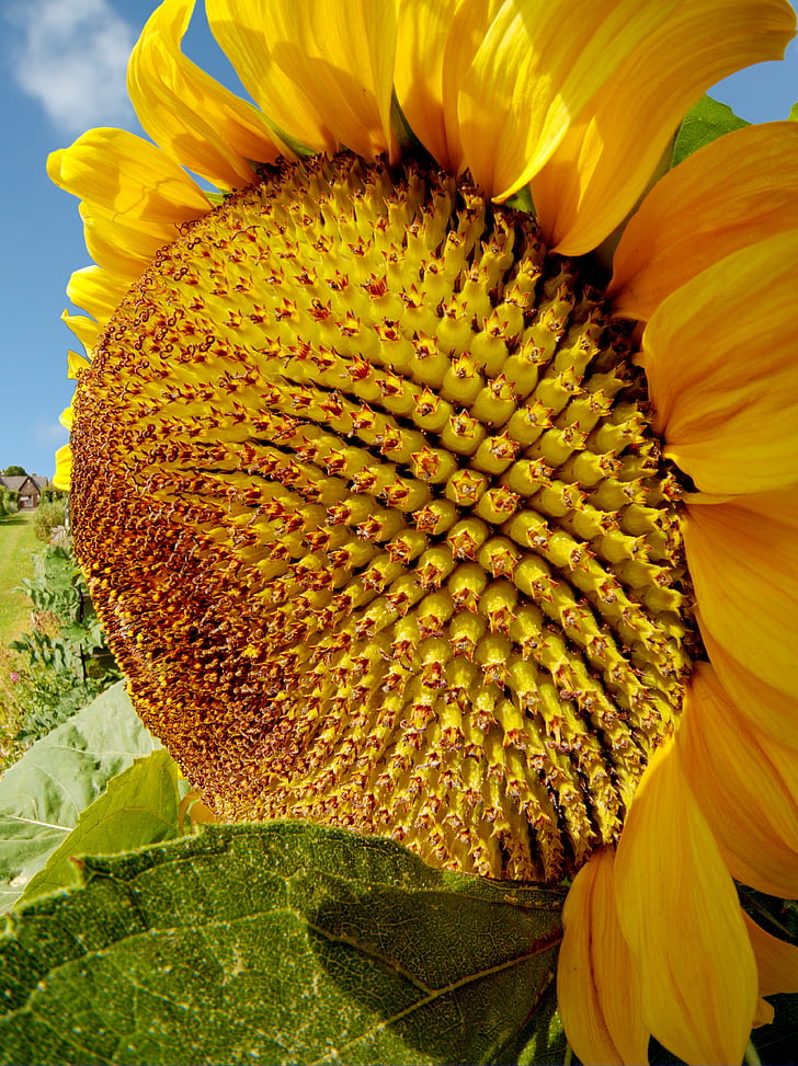 sunflower, summer, sun, flower, helianthus, petal, yellow