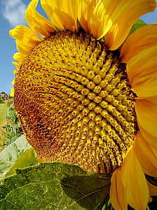слънчоглед, лято, слънце, цвете, Helianthus, венчелистче, жълто