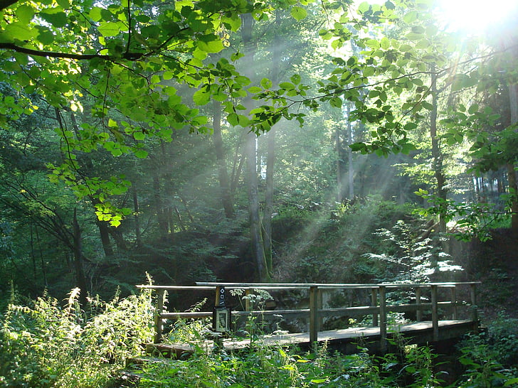 Brücke, Wald, Bach, Licht, Sonne, Natur, Stimmung