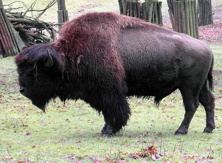 Bison, buffle, Bison d’Europe, Parc animalier, hiver, cors, massive