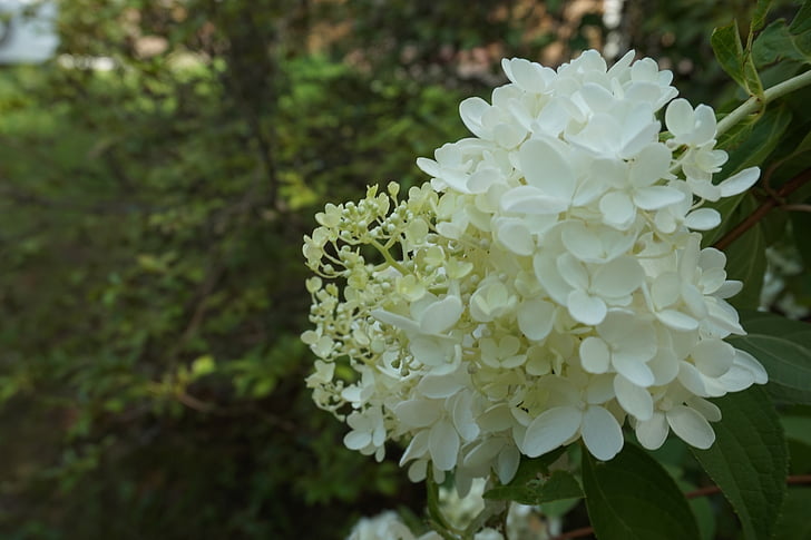 witte bloemen, pure, natuur, plant, bloem, Petal, blad
