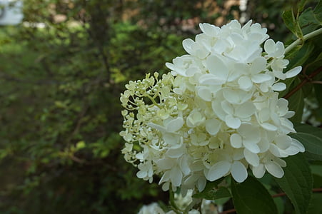 flores brancas, pura, natureza, planta, flor, pétala, folha