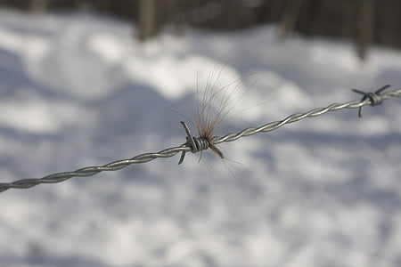 barbed, wire, fence, country, horse hair, countryside, rural