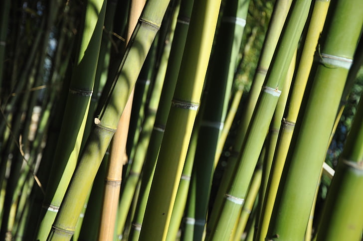 bambú, Ticino, Illes de Brissago, planta, verd