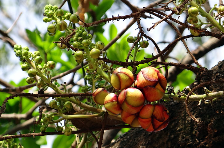 Cannonball drevo, Bud, cvet, drevo, couroupita guianensis, Indija