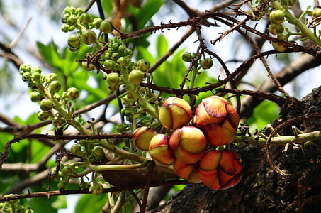 Cannonball copac, bud, floare, copac, couroupita guianensis, India