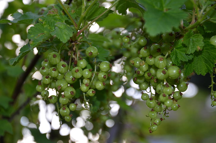 raisins de Corinthe, vert, Bush, lumière de retour, fermer, fruits rouges