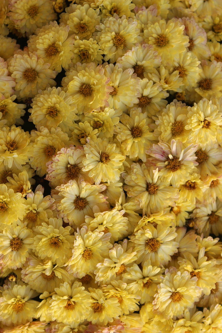 chrizantemos, geltonos gėlės, gėlė, žiedų, geltona