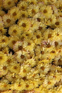 chrysanthemums, yellow flowers, flower, blossom, yellow