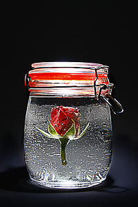 stieg, rot, Glas, ze, Rose blüht, rote rose, Blume