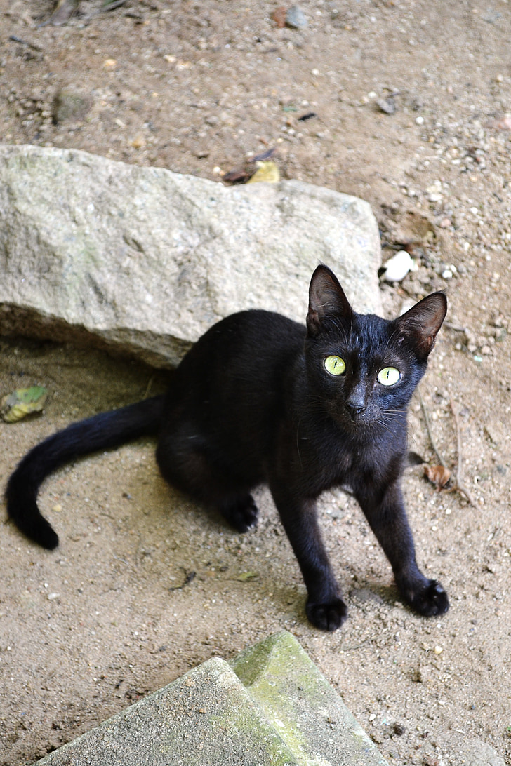 ondeugende zwarte kat, ondeugende, zwart, dier, Felis domestica, jagen, Hunter