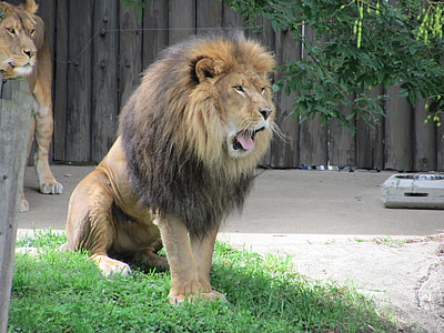 Lauva, dzīvnieku, zīdītāju, savvaļas dzīvnieki, plēsēju, vīrietis, džungļi