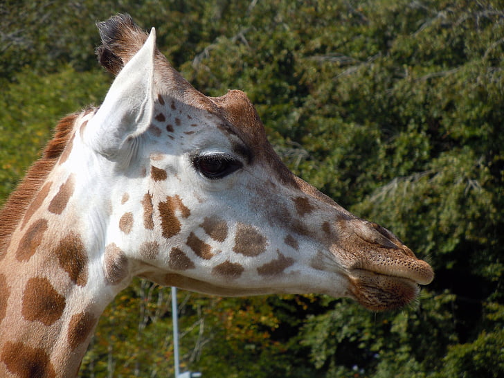 girafa, responsable, animal, Àfrica, Safari
