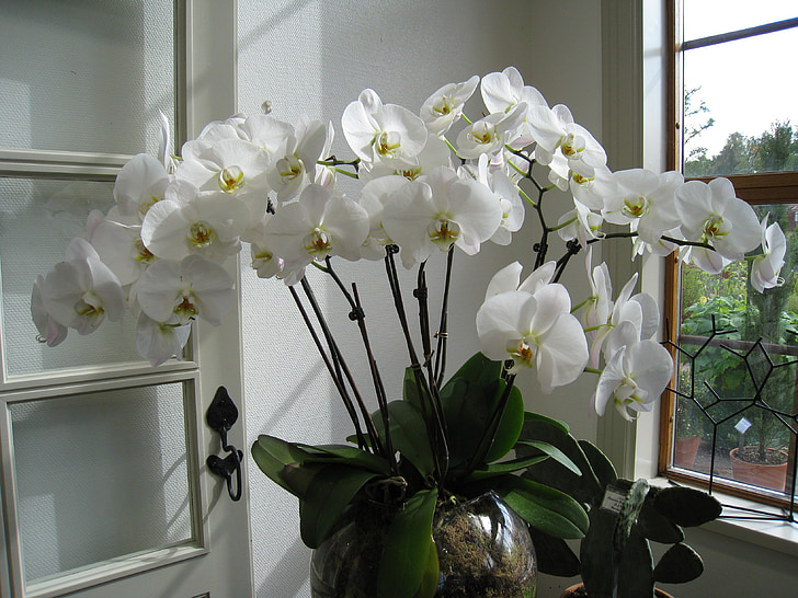 květ, orchide, Hrnková rostlina, hrnec, oranžerie, tabule skla, dveře