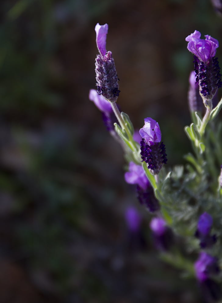 lavender buds, lavender, flowers, bloom, purple, spring, single flower