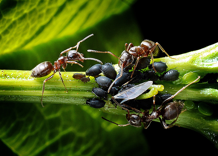 hormigas, áfidos, perrera, hoja, macro