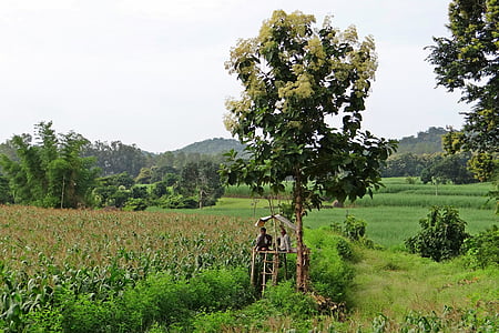 maize fields, perch, farmer's perch, teak tree, farmers, farm watch, western ghats