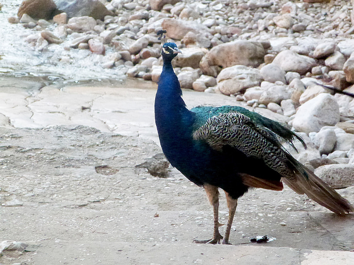 peacock, bird, animal, blue, green, feather, elegant