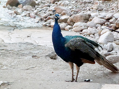 Peacock, lintu, eläinten, sininen, vihreä, sulka, tyylikäs