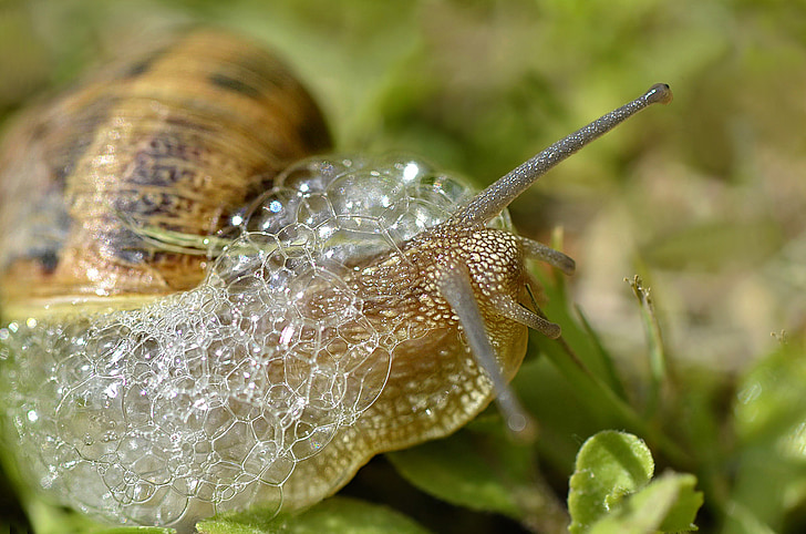 snail, bubbles, mollusk