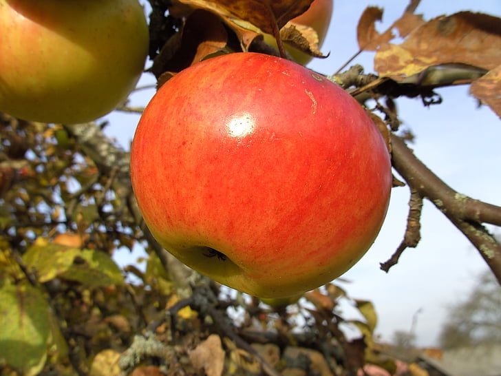 ябълка, ябълковото дърво, Есен, реколта, плодове, червен, клон