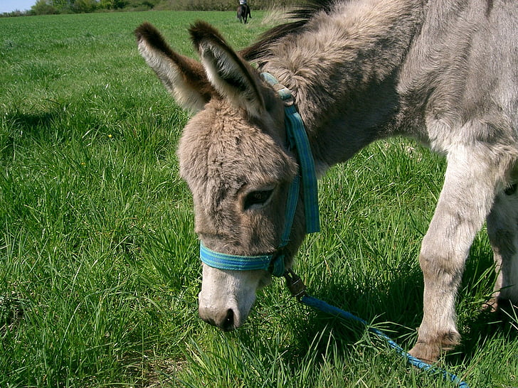 donkey, ass, meadow