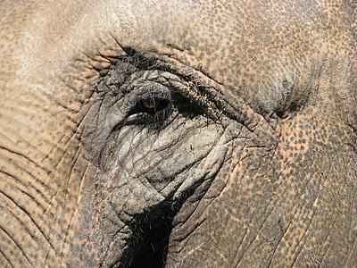 slon, Zoo, Afrika, zvíře, volně žijící zvířata, savec, Příroda