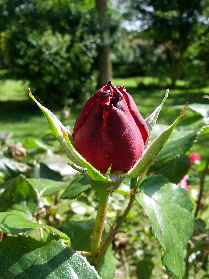 Rosa, natura, jardí, botó