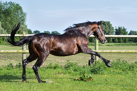 horse, gallop, play, pre, animal, nature, outdoors