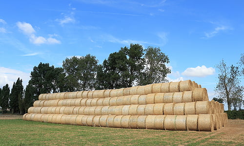 straw, straw bales, field, round bales, summer, agriculture, harvest