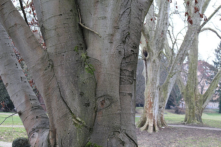 treet, bark, Logg, struktur, tre