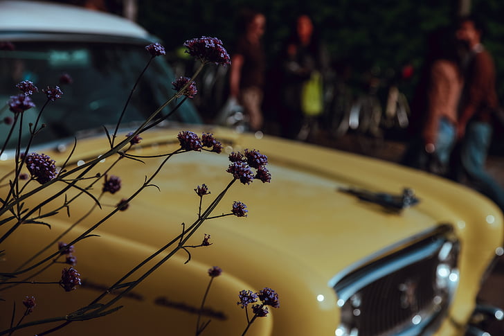 auto, Vintage, bloem, vervagen, vervoer, muziek, grond voertuig