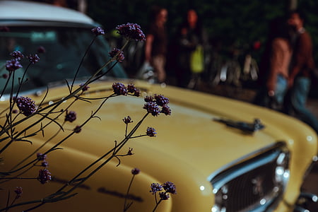 voiture, Vintage, fleur, flou, transport, musique, véhicule terrestre