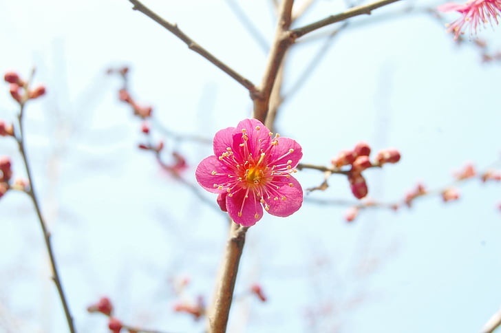 sarkano plūmju, plūmes, pavasara ziedi, Pavasaris, rozā ziedu, aprīlis, Korejas Republika