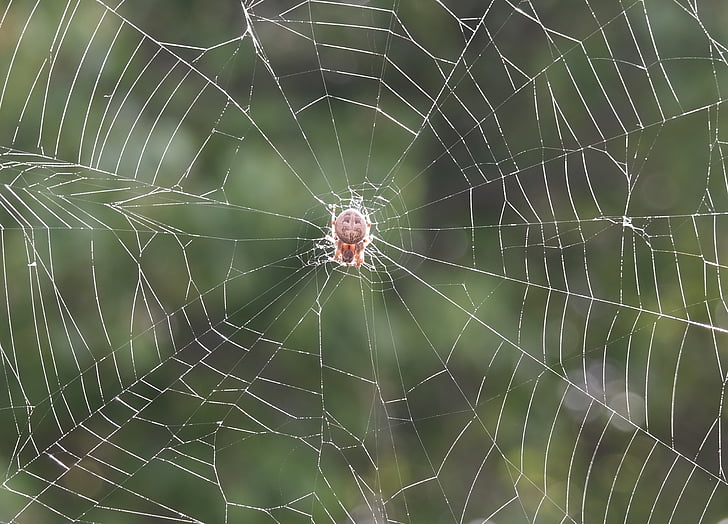 priroda, životinja, na otvorenom, kukac, pauk, web, kukac