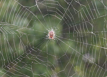 natur, dyr, utendørs, insekt, edderkopp, Web, feil
