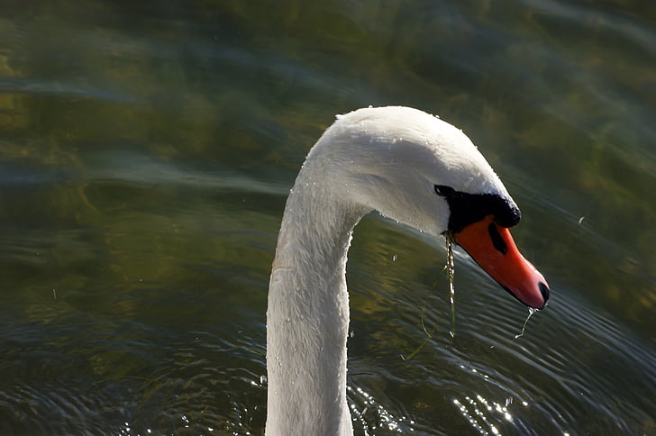 swan, water, snout, neck, animal, drops, beak