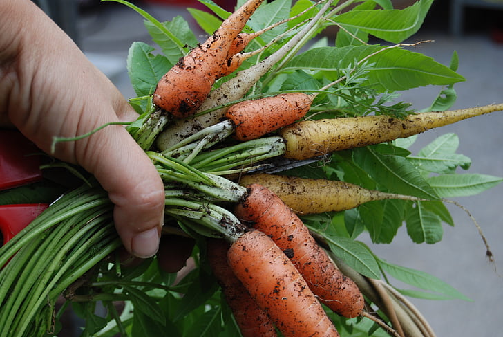 collita, pastanaga, mà, l'estiu, créixer