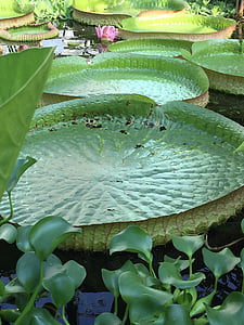 Lilly list, zelená, botanika, voda, rybník, přírodní, Leknín