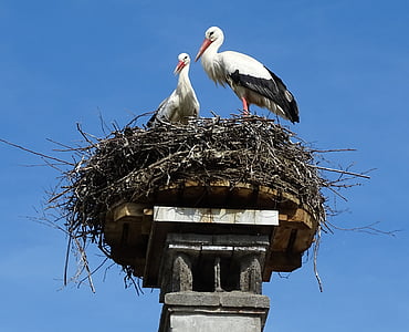 stork, nest, bird, stork couple
