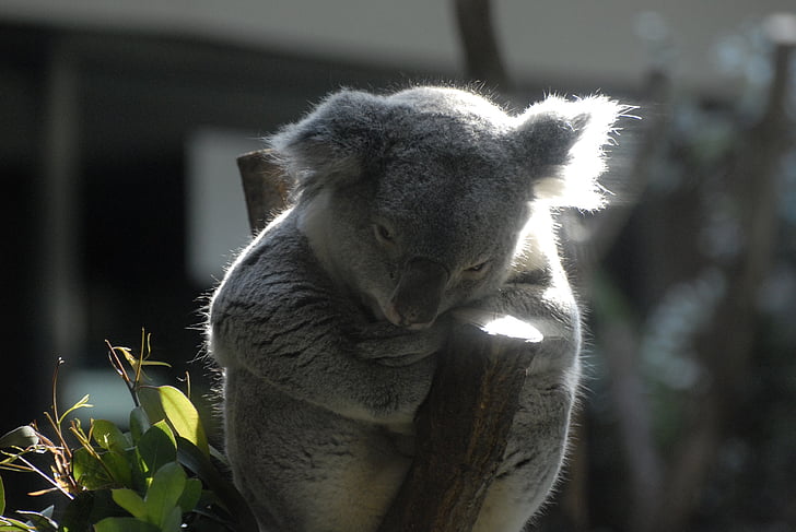 Koala, ogród zoologiczny, Comfort, ludzie w Australii, zwierząt, Natura, torbacze