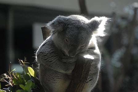 코알라, 동물원, 편안 함, 호주 사람들, 동물, 자연, 유대류